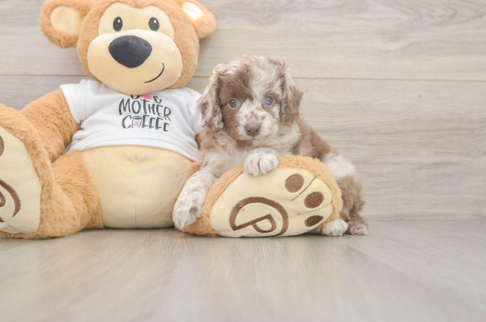 5 week old Cockapoo Puppy For Sale - Seaside Pups