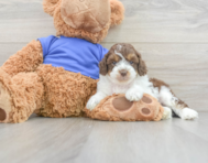 7 week old Cockapoo Puppy For Sale - Seaside Pups
