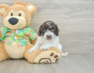5 week old Cockapoo Puppy For Sale - Seaside Pups