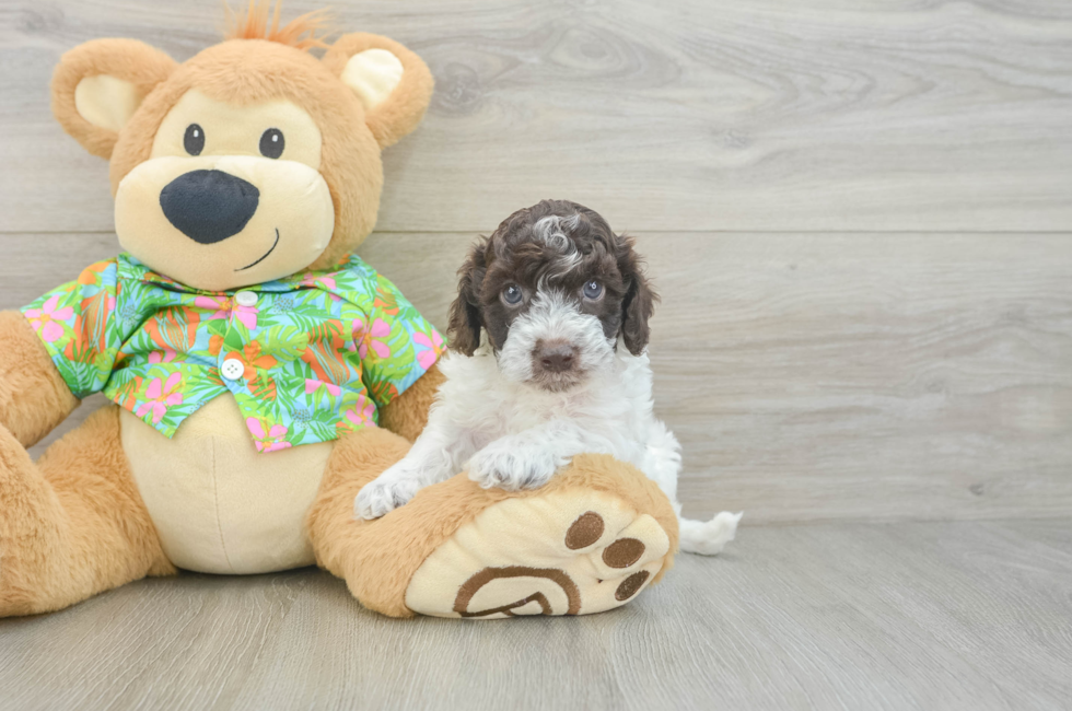 5 week old Cockapoo Puppy For Sale - Seaside Pups