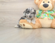 6 week old Cockapoo Puppy For Sale - Seaside Pups