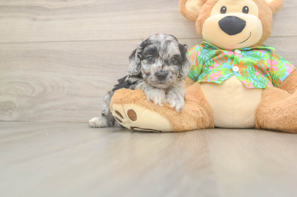 5 week old Cockapoo Puppy For Sale - Seaside Pups