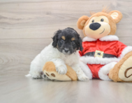 6 week old Cockapoo Puppy For Sale - Seaside Pups