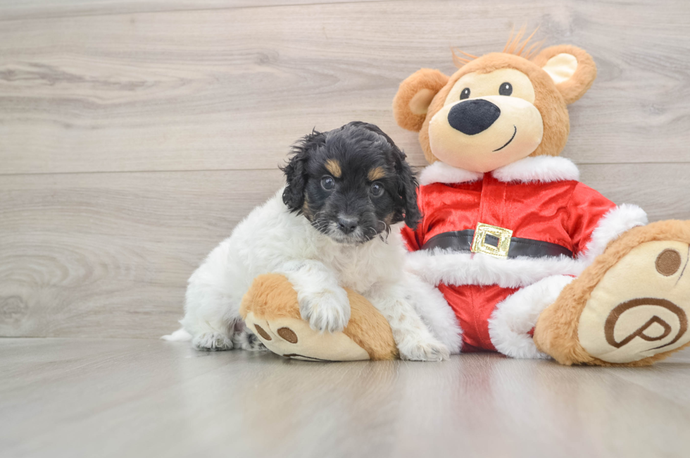 5 week old Cockapoo Puppy For Sale - Seaside Pups