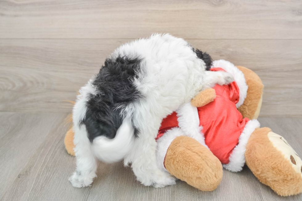 Cockapoo Puppy for Adoption