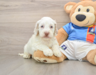 7 week old Cockapoo Puppy For Sale - Seaside Pups