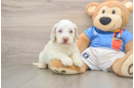 Cockapoo Pup Being Cute