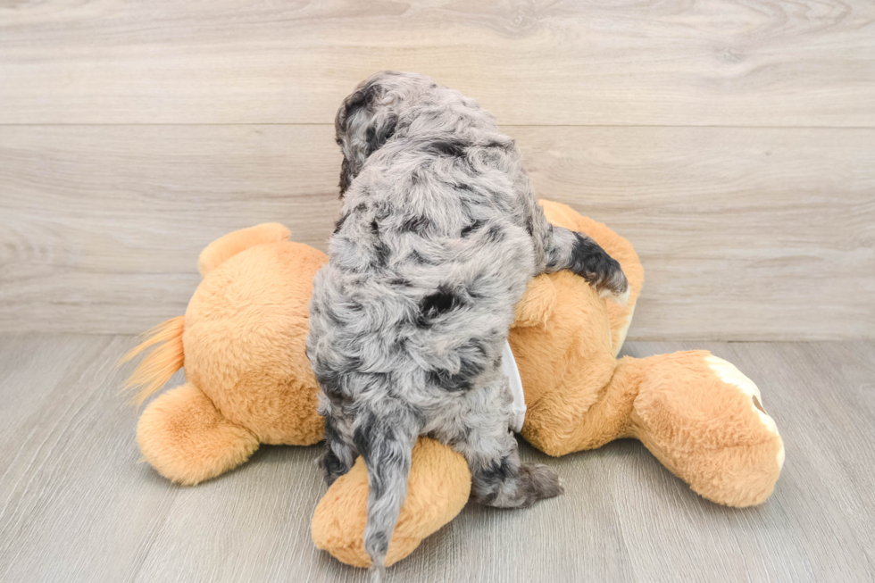 Cockapoo Puppy for Adoption