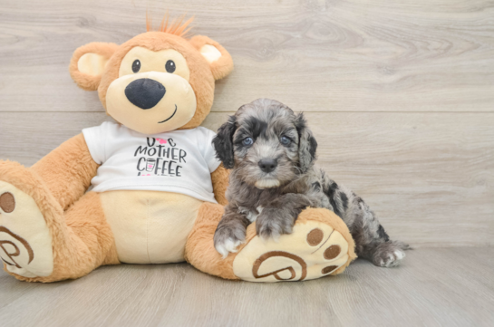 Happy Cockapoo Baby