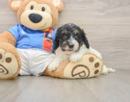 7 week old Cockapoo Puppy For Sale - Seaside Pups