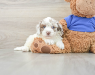 7 week old Cockapoo Puppy For Sale - Seaside Pups