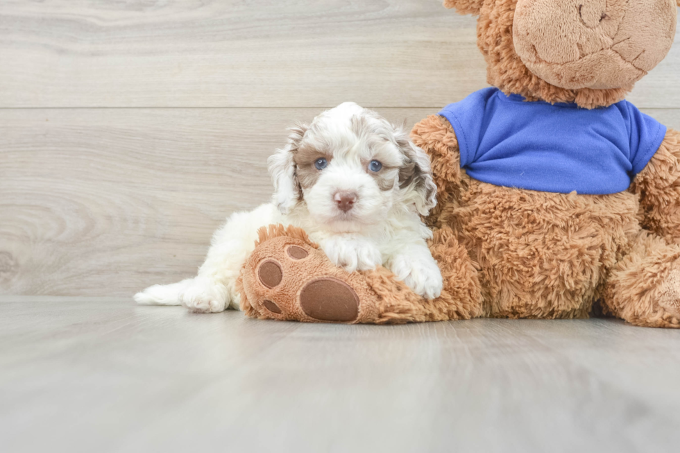 Cockapoo Puppy for Adoption