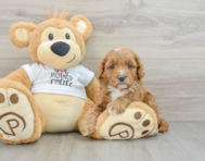 6 week old Cockapoo Puppy For Sale - Seaside Pups