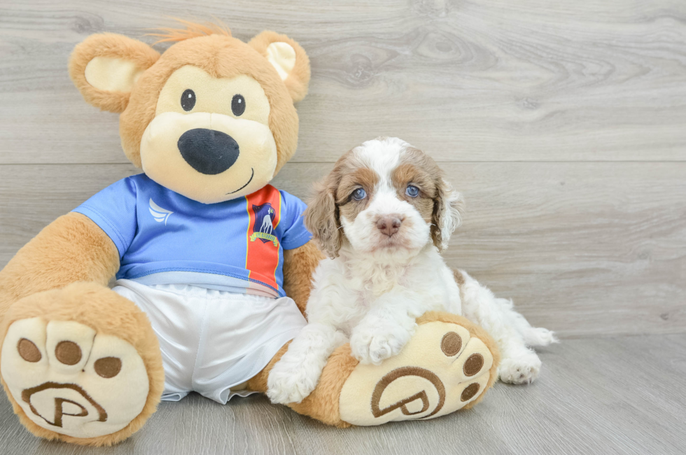 5 week old Cockapoo Puppy For Sale - Seaside Pups