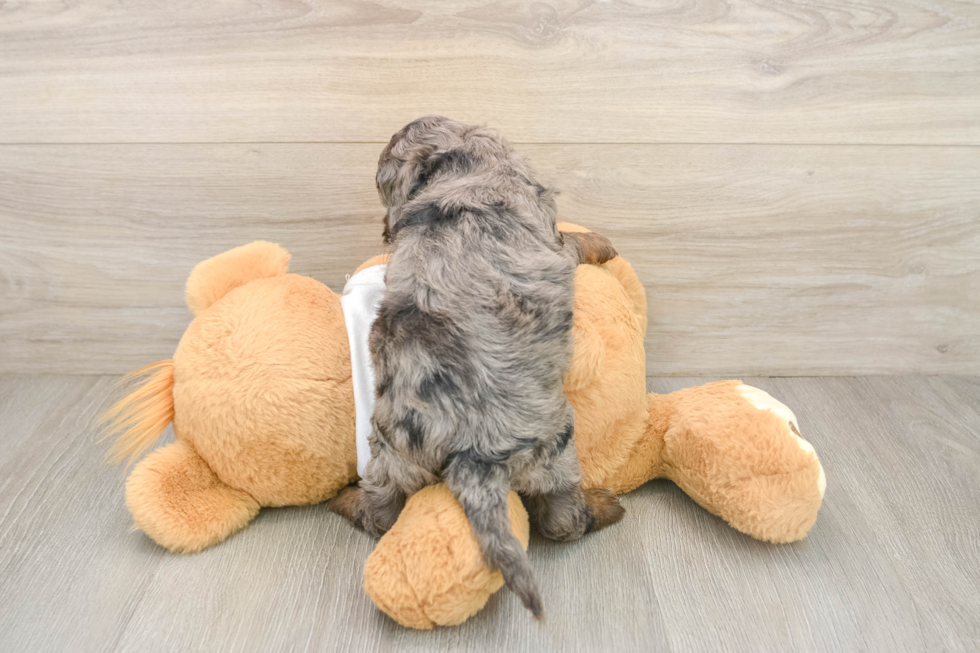 Best Cockapoo Baby