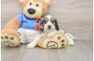 Best Cockapoo Baby