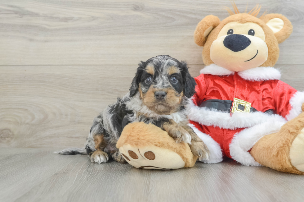 6 week old Cockapoo Puppy For Sale - Seaside Pups