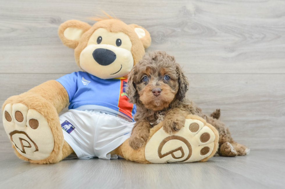 5 week old Cockapoo Puppy For Sale - Seaside Pups