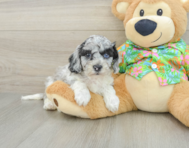 6 week old Cockapoo Puppy For Sale - Seaside Pups