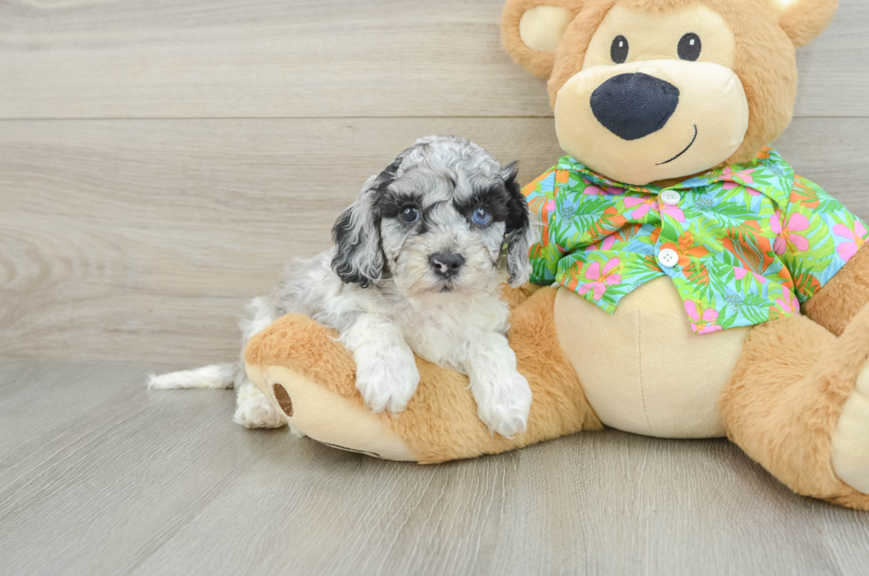 6 week old Cockapoo Puppy For Sale - Seaside Pups