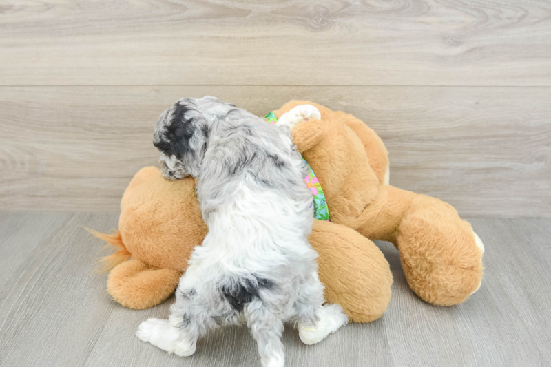 Meet Calypso - our Cockapoo Puppy Photo 2/3 - Seaside Pups