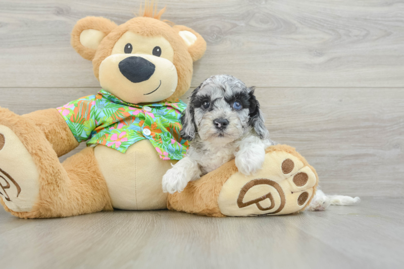 Meet Calypso - our Cockapoo Puppy Photo 3/3 - Seaside Pups
