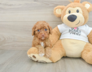 8 week old Cockapoo Puppy For Sale - Seaside Pups
