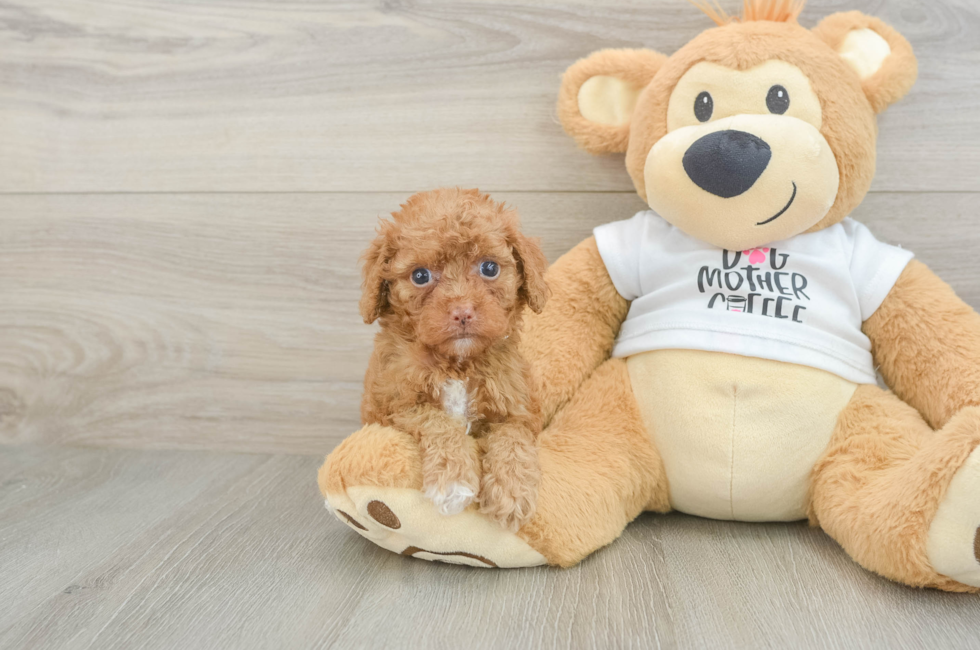 5 week old Cockapoo Puppy For Sale - Seaside Pups