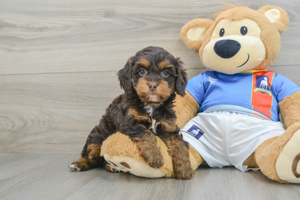 Funny Cockapoo Poodle Mix Pup