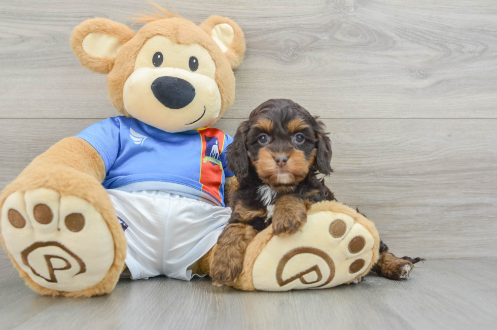 5 week old Cockapoo Puppy For Sale - Seaside Pups