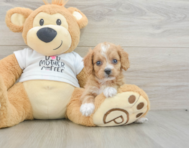 8 week old Cockapoo Puppy For Sale - Seaside Pups