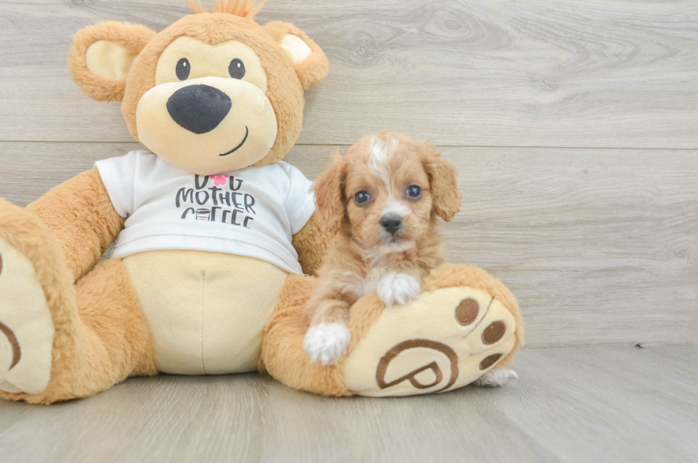 5 week old Cockapoo Puppy For Sale - Seaside Pups