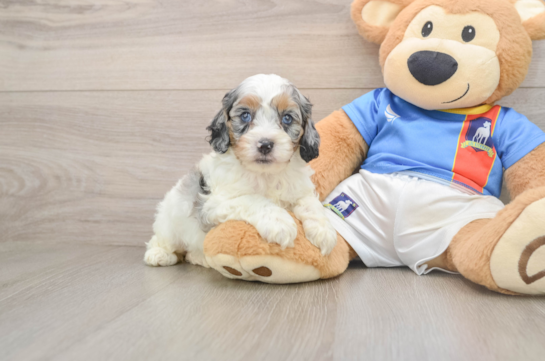 Cute Cockapoo Baby