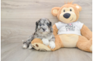 Funny Cockapoo Poodle Mix Pup