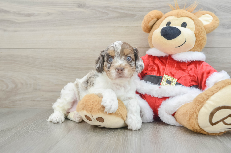 6 week old Cockapoo Puppy For Sale - Seaside Pups