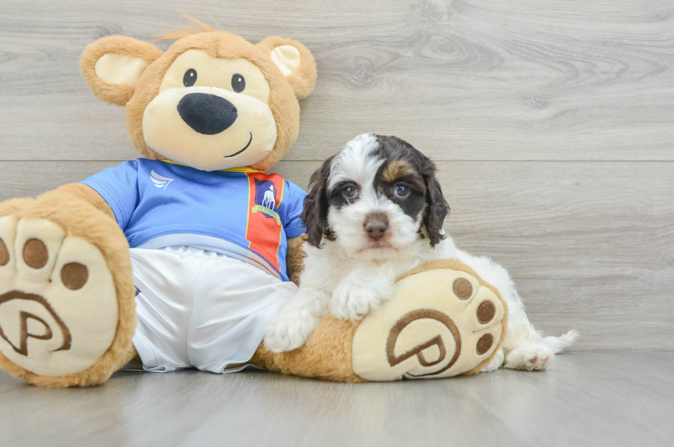 5 week old Cockapoo Puppy For Sale - Seaside Pups