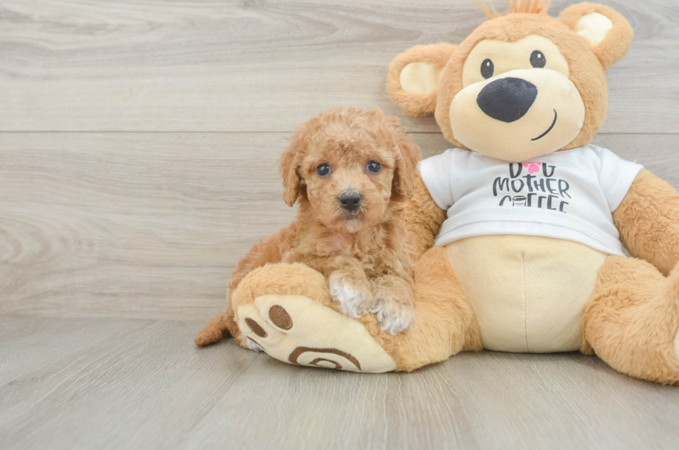 5 week old Cockapoo Puppy For Sale - Seaside Pups