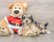 6 week old Cockapoo Puppy For Sale - Seaside Pups