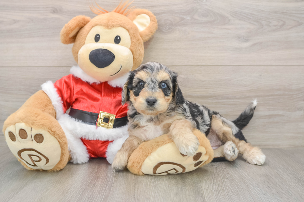 5 week old Cockapoo Puppy For Sale - Seaside Pups