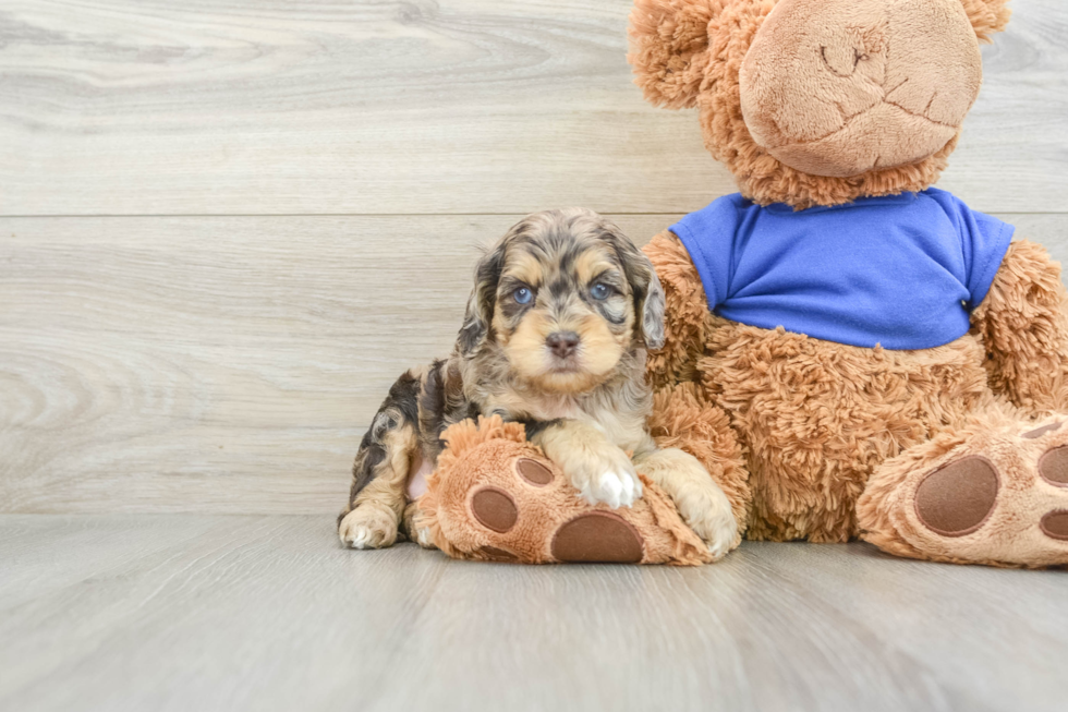 Smart Cockapoo Poodle Mix Pup