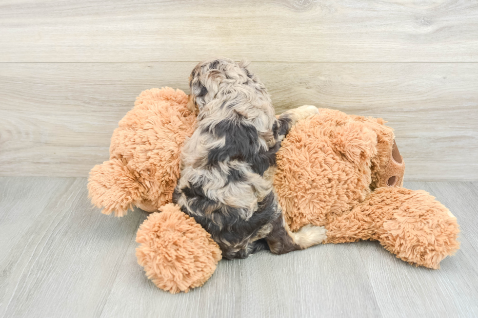 Small Cockapoo Baby