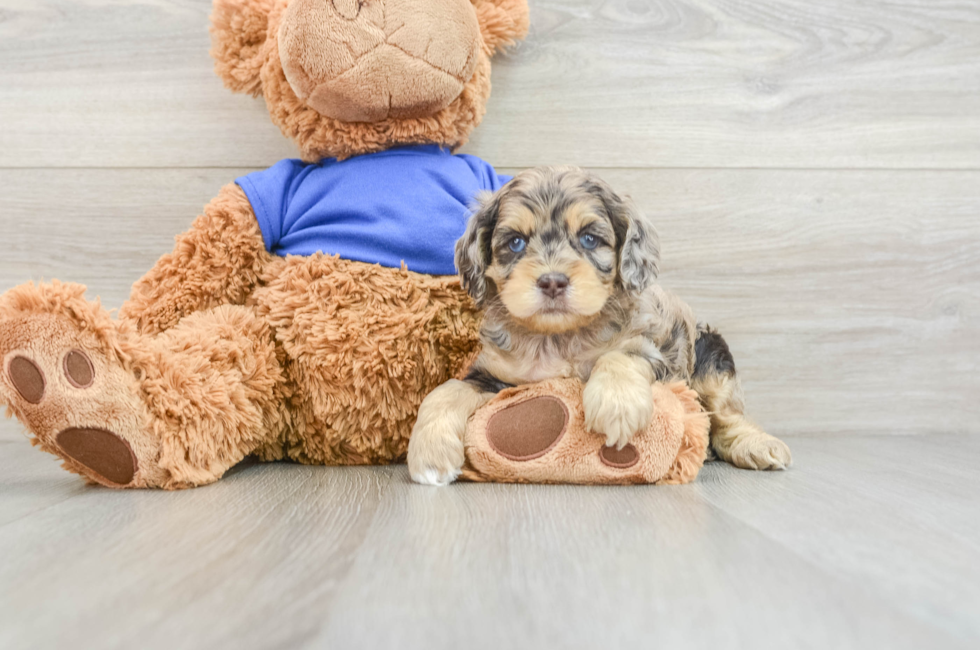 6 week old Cockapoo Puppy For Sale - Seaside Pups