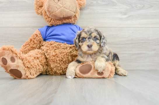 Hypoallergenic Cocker Doodle Poodle Mix Puppy