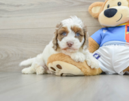 7 week old Cockapoo Puppy For Sale - Seaside Pups