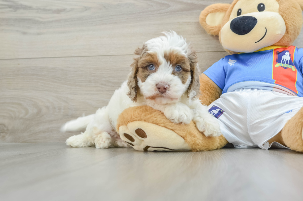 5 week old Cockapoo Puppy For Sale - Seaside Pups