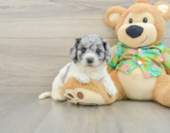 6 week old Cockapoo Puppy For Sale - Seaside Pups