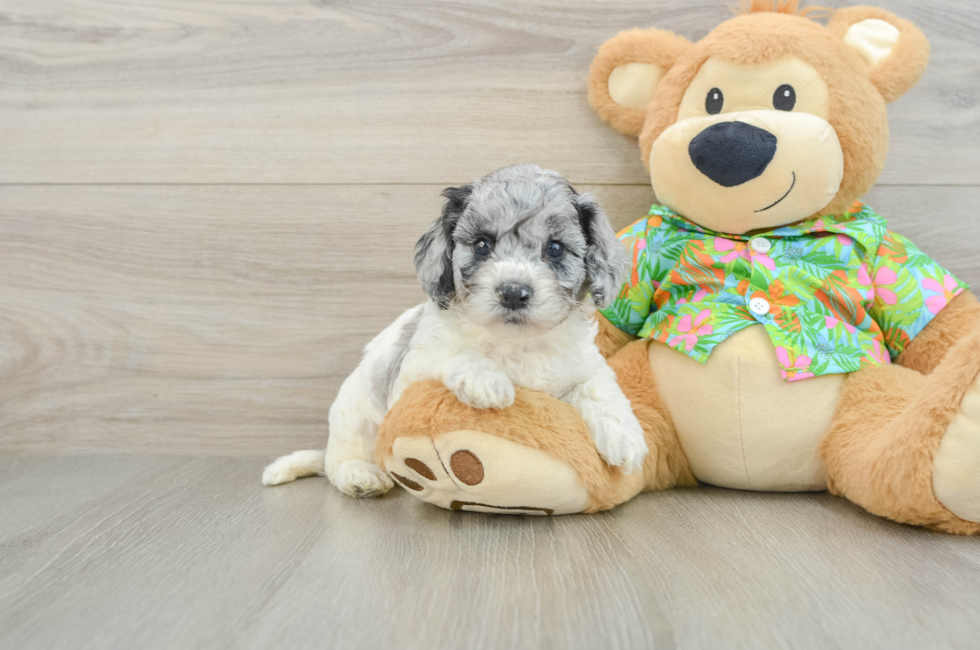 6 week old Cockapoo Puppy For Sale - Seaside Pups