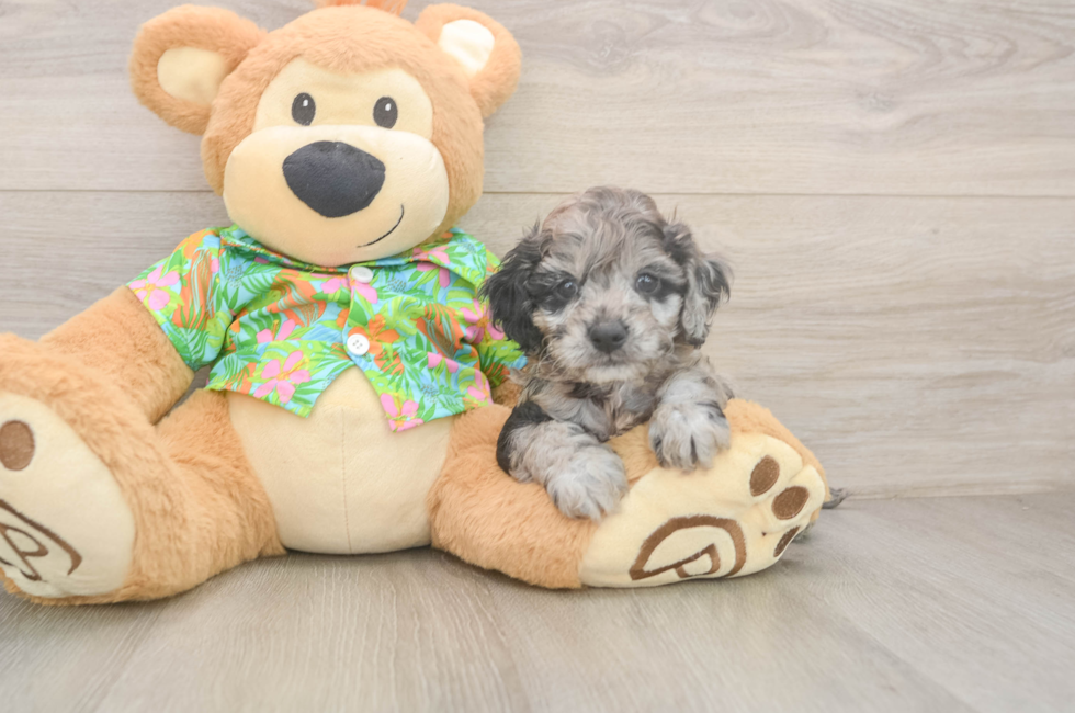 5 week old Cockapoo Puppy For Sale - Seaside Pups