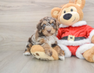 6 week old Cockapoo Puppy For Sale - Seaside Pups