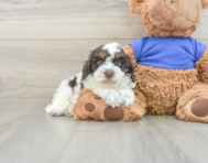 6 week old Cockapoo Puppy For Sale - Seaside Pups